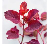 100 Graines d'Arroche Rouge