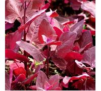 100 Graines d'Arroche Rouge - légume ancien - jardin potager méthode BIO