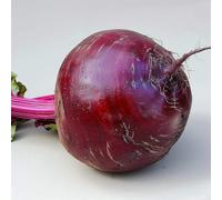 100 Graines de Betterave Rouge