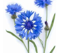 100 Graines de Bleuet