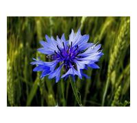 100 Graines De Bleuet