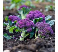 100 Graines de Brocolis Violet