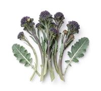 100 Graines de Brocolis Violet - SemiSauvage Permaculture