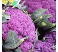 100 Graines de Chou-Fleur Violet - jardins potager légumes rare - semences paysannes