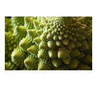 100 Graines De Chou Romanesco Natalino