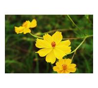 100 Graines De Cosmos