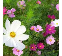 100 Graines De Cosmos Blanc Rose Et Rouge