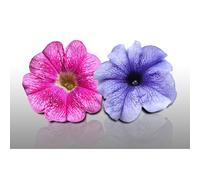 100 Graines De Fleurs À Semer - Le Grenier D'abondance - Petunia - Petunia