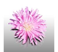 100 Graines De Fleurs À Semer - Le Grenier D'abondance - Reine Marguerite Plume D'autruche - Callistephus Chinensis