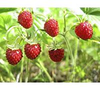 100 Graines de Fraise des bois - fruit rouge jardin- semences paysannes reproductibles - SemiSauvage