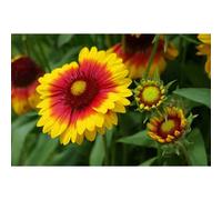 100 Graines De Gaillarde