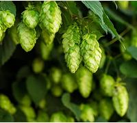 100 Graines de Houblon Grimpant - Humulus lupulus - bière -semences paysannes