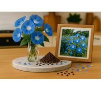 100 Graines de ipomée bleu - plante grimpante - liseron - morning glory - Ipomoea tricolor ‘Heavenly Blue- Fleur Jardin - 407