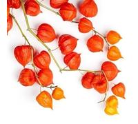 100 Graines de Lanterne Chinoise (Physalis alkenkegi franchetti) reproductible non traitée