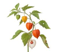 100 Graines de Lanterne Chinoise (Physalis alkenkegi franchetti) - SemiSauvage Permaculture
