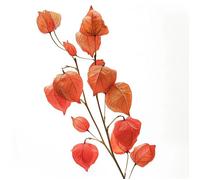 100 Graines de Lanterne Chinoise (Physalis alkenkegi franchetti) - SemiSauvage Permaculture