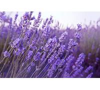 100 Graines de Lavande - fleurs plante jardin potager- semences paysannes reproductibles - SemiSauvage