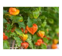 100 Graines De Physalis