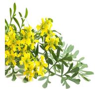 100 Graines de Rue officinale (Ruta graveolens) - semences reproductibles