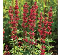 100 Graines de Sauge Rouge écarlate (Salvia coccinea scarlet) - SemiSauvage Permaculture