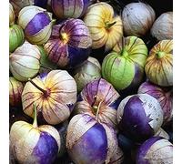 100 Graines de Tomatillo Pourpre- Physalis tomate jardin potager - semences paysannes reproductibles - SemiSauvage
