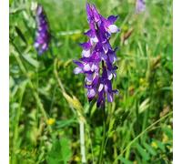 100 Graines de Vesce d’Hiver BIO - Vicia sativa L. - Fleur ROSE - Légumineuse - Jardin Engrais Couvre sol - 292