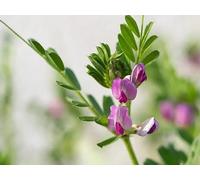 100 Graines de Vesce de Printemps BIO - Vicia sativa L. - Fleur ROSE - Légumineuse - Jardin Engrais Couvre sol - 325