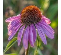 100 Graines d'Echinacée pourpre (Echinacea purpurea)