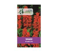 100 graines graines de sauge feu magique - plante vivace - salvia splendens - sauge éclatante
