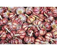 100 Pz Verde Aglio Naturale Puro Organico Sano e Delizioso Pungente Spezia Verdura impianto Stagionatura: k