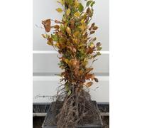 10x Hêtre - Fagus sylvatica | blote wortel | taille 80-100 cm