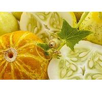 12 Graines de Concombre Citron - légumes ancien potager - semences paysannes reproductibles - SemiSauvage