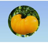 120 graines de tomate BRANDYWINE JAUNE - tomato solanum lycopersicum - gros fruits