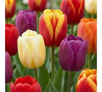120x Tulipa Triumph Mix - Triomftulp mix - Diversen - Voorjaarsbloeier - Bolmaat 11/12