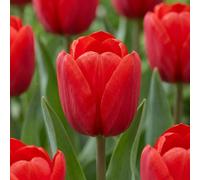 120x Tulipa Triumph Red - Triomftulp - Rood - Voorjaarsbloeier - Bolmaat 11/12