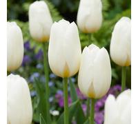 120x Tulipa Triumph White - Triomftulp - Wit - Voorjaarsbloeier - Bolmaat 11/12