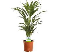 13 cm Palmier Areca - 1 plante - Plante Palmier en Pot Vivant pour Maison/Bureau