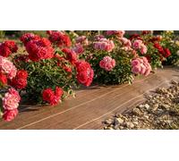 130g/m2 Toile Bache de paillage tissée Marron Anti-Mauvaises Herbes Largeur 3,3m Longueur 20m