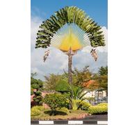15 Graines Arbre du Voyageur - Ravenala madagascariensis - Plante tropicale spectaculaire en EVENTAIL - Arbre Fleur Jardin - 300