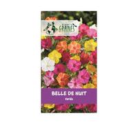 15 graines belle de nuit variée - mirabilis japala - belle de nuit variée - floraison abondante - fleur nocture - Merveille du Pérou
