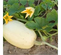 15 Graines De Butternut