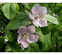 15 graines de coing (Cydonia Oblonga)