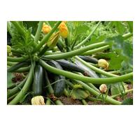 15 Graines De Courgette Black Beauty