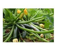 15 Graines de Courgette Black Beauty - légumes jardin potager méthode BIO