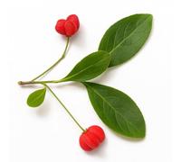 15 Graines de Fusain d'Europe (Euonymus Europaeus) - SemiSauvage Permaculture - graines reproductibles