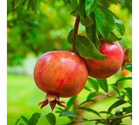 15 Graines de Grenadier - Grenade juteuse et fruitée - Arbre Arbuste Fruit Jardin - 353