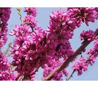 15 graines de l'arbre de Judée (Cercis siliquastrum)