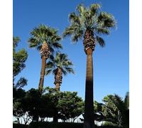 15 Graines de Palmier de Californie - Washingtonia filifera - Palmier croissance rapide - Jardin Arbre - 351