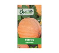 15 graines de potiron atlantic géant - gros fuit 30 à 100 kilos - courge - récolte abondante