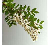 15 Graines de Robinier - Faux Acacia - SemiSauvage Permaculture